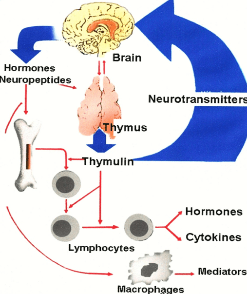 NEUROPSICO